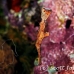 pipefish_ghost_thin_mid_h_0705_png1372.jpg